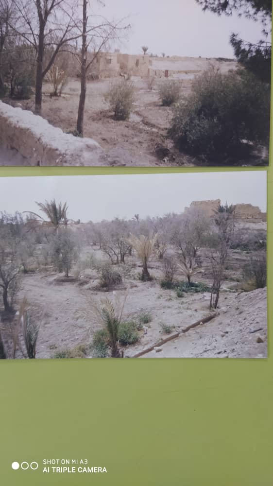 تدمر – ضمن الواحة بإطلالة مميزة على الآثار